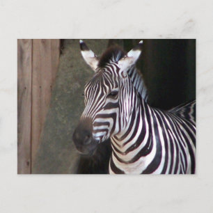 Cartão Postal subvenção zebra