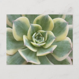 Cartão Postal Succulent Postcard
