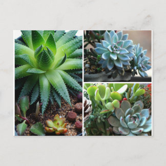 Cartão Postal Succulentes