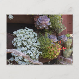 Cartão Postal Succulents Postcard