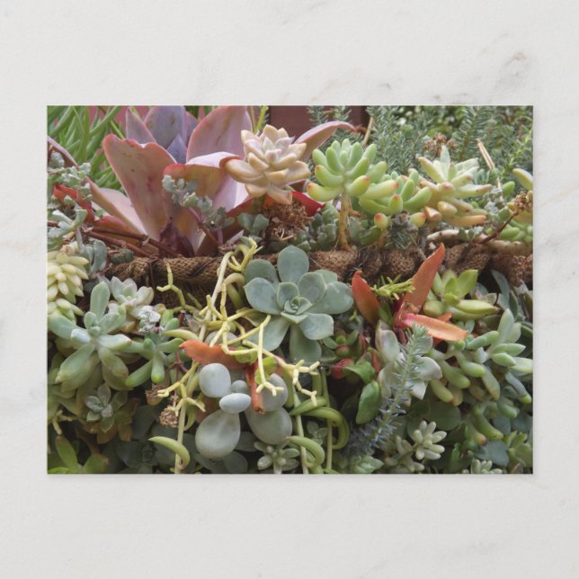 Cartão Postal Succulents Postcard (Frente)