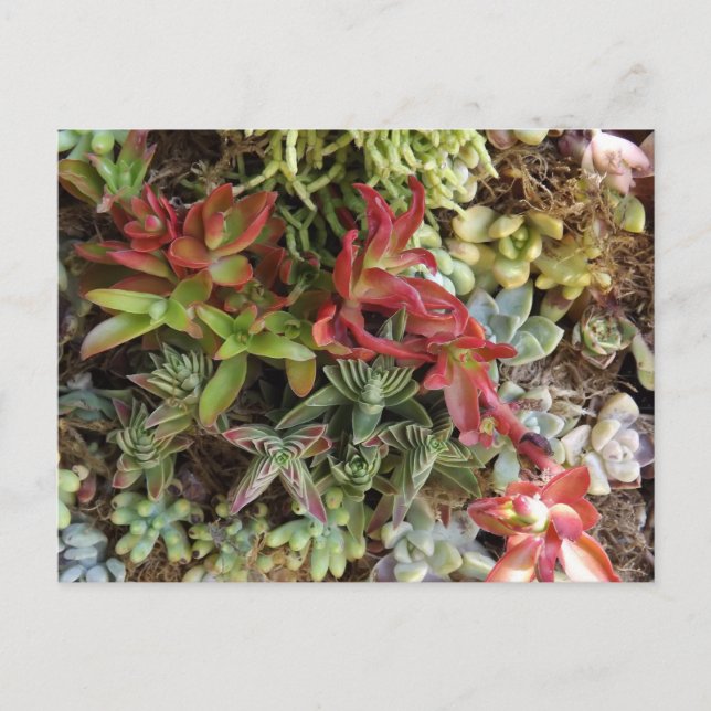 Cartão Postal Succulents Postcard (Frente)