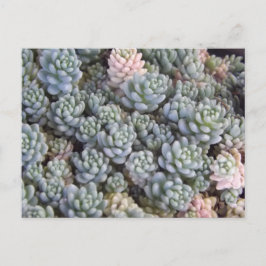 Cartão Postal Succulents Postcard