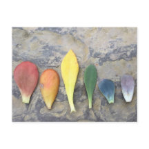 Succult Leaf Rainbow