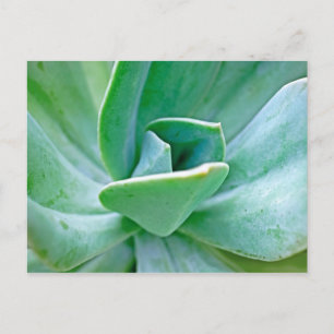 Cartão Postal Suculent Swirl