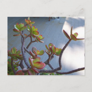 Cartão Postal Suculenta em um Deck de Oxnard....design da nature