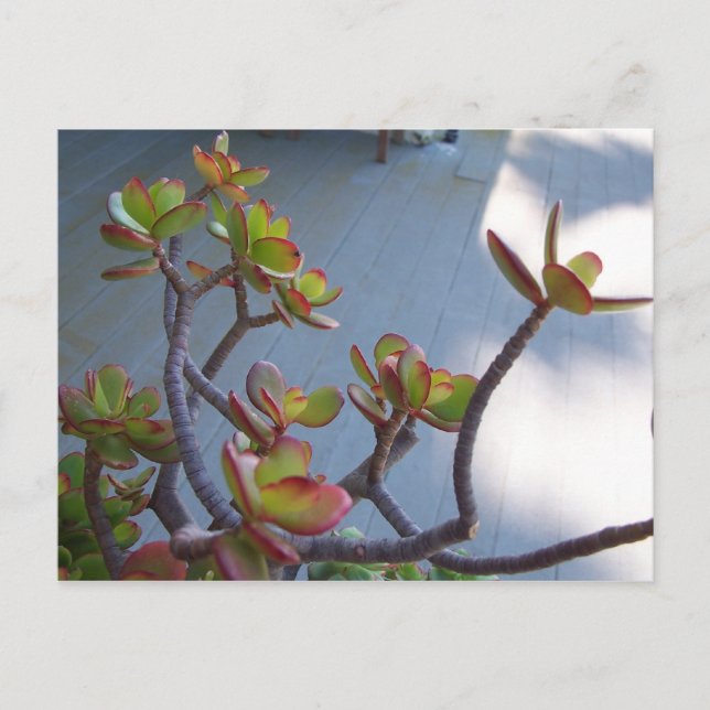 Cartão Postal Suculenta em um Deck de Oxnard....design da nature (Frente)