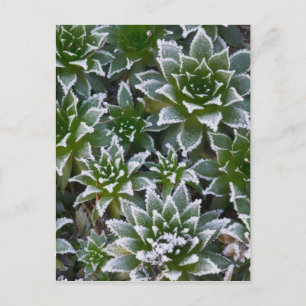 Cartão Postal Suculenta Hen & Chicks com geada no início