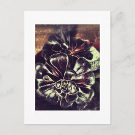 Cartão Postal Suculentes