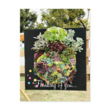 Sucultivos Decorativos