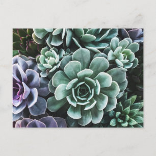 Cartão Postal Sucultura Natureza Das Plantas Verdes