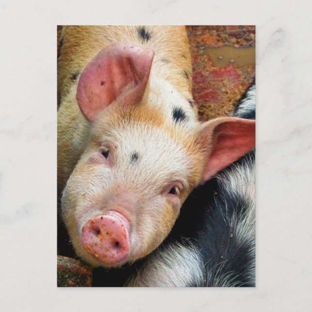 CARTÃO POSTAL SUÍNOS (Frente)