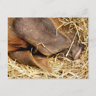 CARTÃO POSTAL SUÍNOS