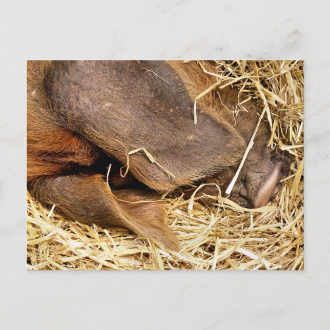 CARTÃO POSTAL SUÍNOS (Frente)