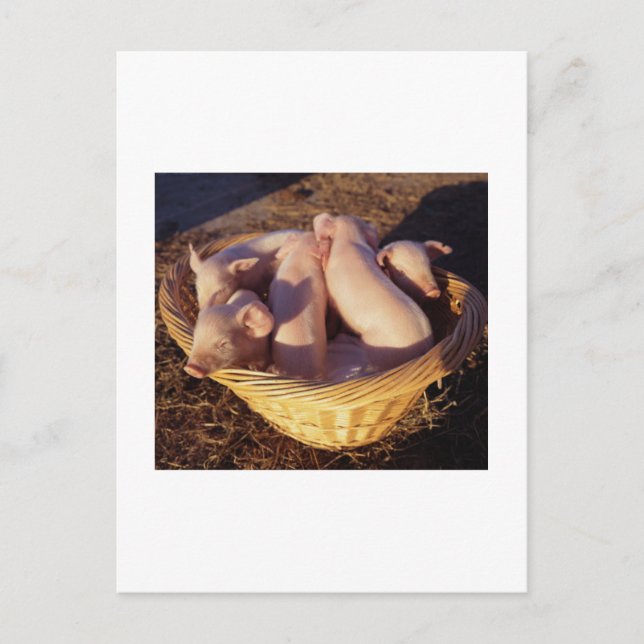 Cartão Postal Suínos de pastilha (Frente)