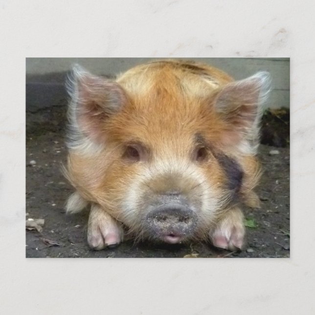 Cartão Postal Suínos KuneKune (Frente)