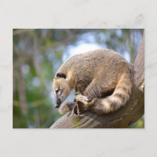 Cartão Postal Sul-americano Coati no galho