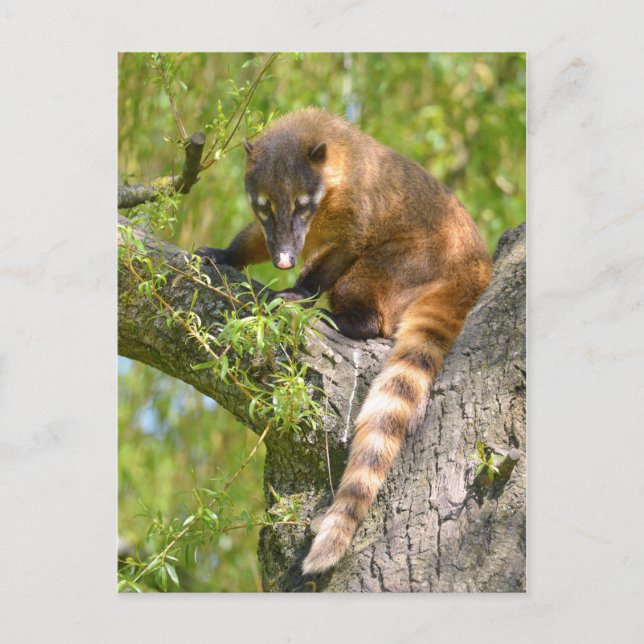 Cartão Postal Sul-americano Coati no galho (Frente)