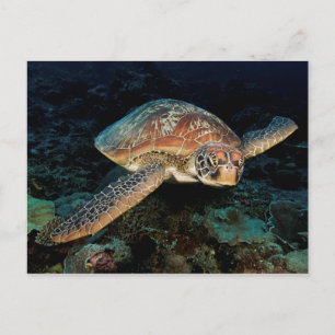 Cartão Postal Sulawesi Tartaruga Marinha Verde