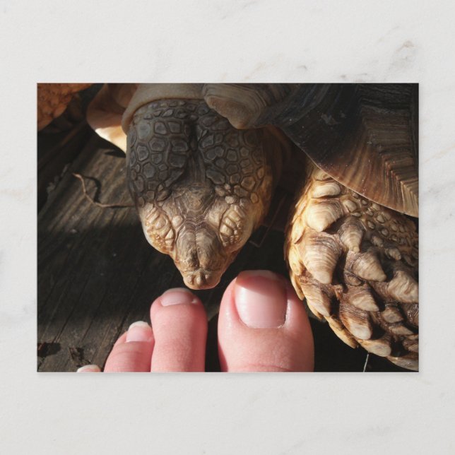Cartão Postal Sulcata Tortoise Assistindo Pessoas (Frente)