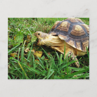 Cartão Postal Sulcata Tortoise Grazing in Grass, Boca Aberta