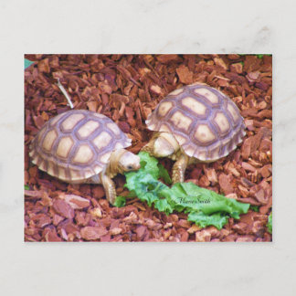 Cartão Postal Sulcata Tortoise Hatchlings