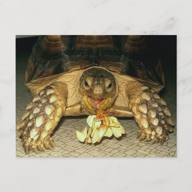 Cartão Postal Sulcata Tortoise, Sementes de Boca (Frente)