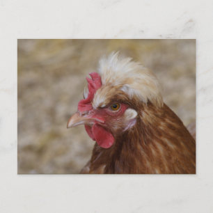 Cartão Postal Sulmtaler Hen
