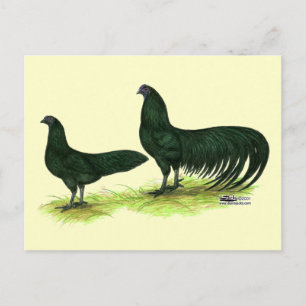 Cartão Postal Sumatra Black Chickens