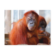 Sumatran Orangutan, Amigo e Inteligente