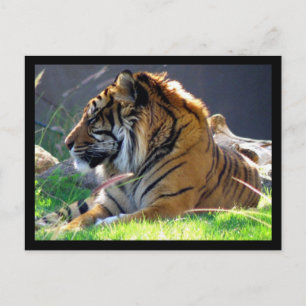 Cartão Postal Sumatran Tiger