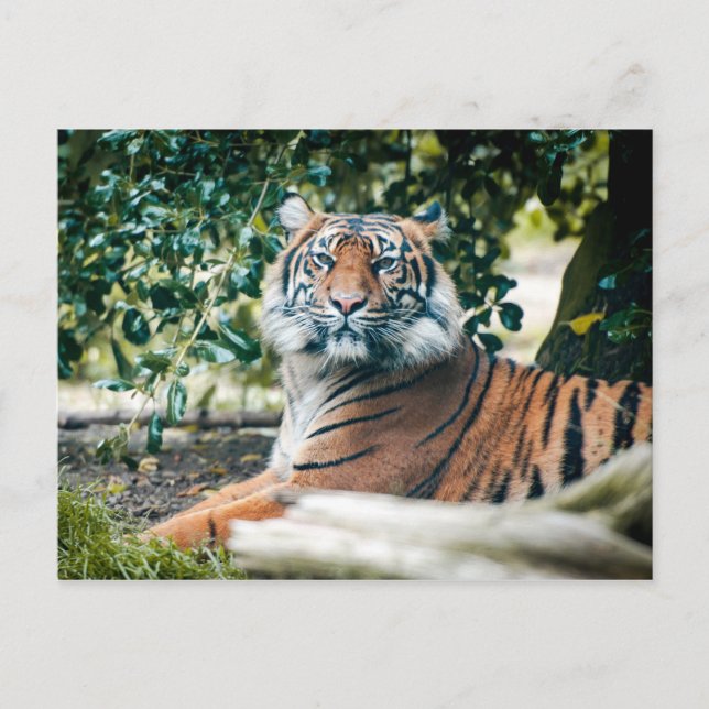 Cartão Postal Sumatran Tiger (Frente)