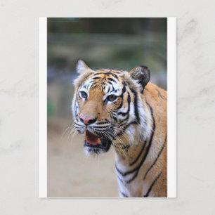 Cartão Postal Sumatran Tiger