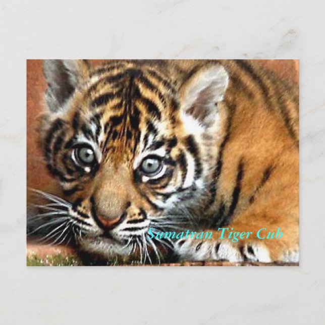 Cartão Postal Sumatran Tiger Cub (Frente)