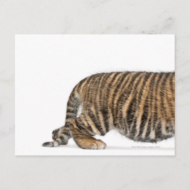 Cartão Postal Sumatran Tiger cub 2 (Frente)