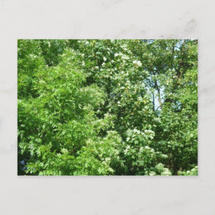 Cartão Postal Summer Breeze