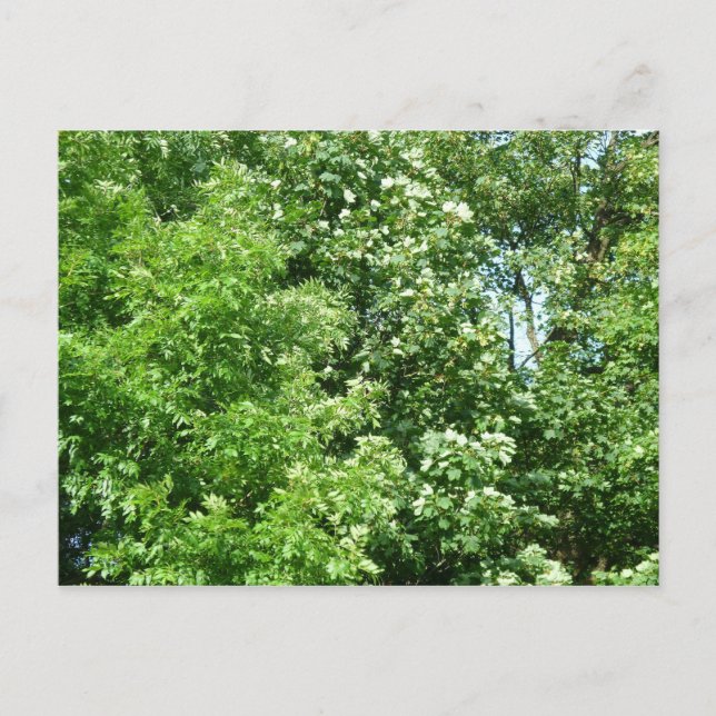 Cartão Postal Summer Breeze (Frente)