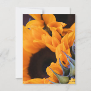 Cartão Postal Summer Bright Sunflower
