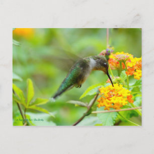 Cartão Postal Summer Hummingbird