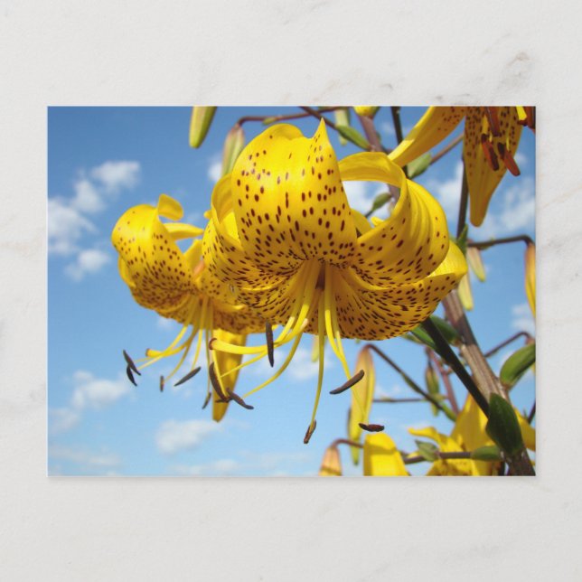 Cartão Postal Summer postcards yellow Tiger Lily Flowers Blue (Frente)