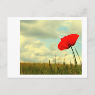 Cartão Postal SummerSonho