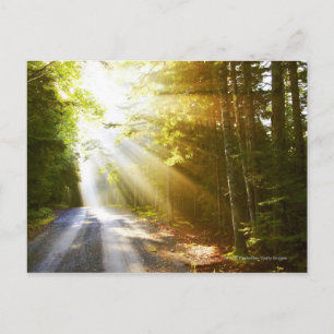 Cartão Postal Sun Boca Floresta no Parque Nacional de Acadia