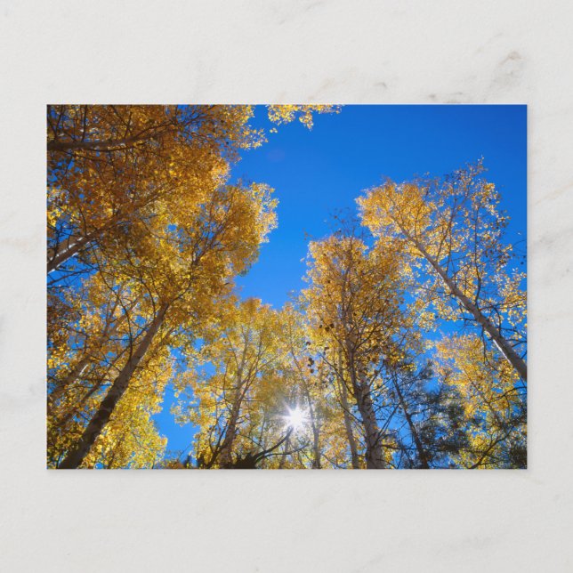 Cartão Postal Sun Bursts through Trees (Frente)