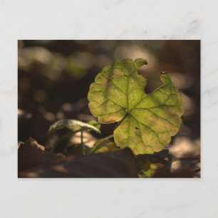 Cartão postal Sun CC0303 de novembro