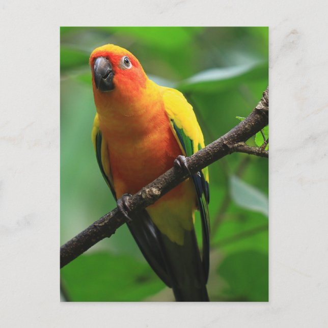 Cartão Postal Sun Conure Bird (Frente)