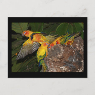 Cartão Postal Sun Conures