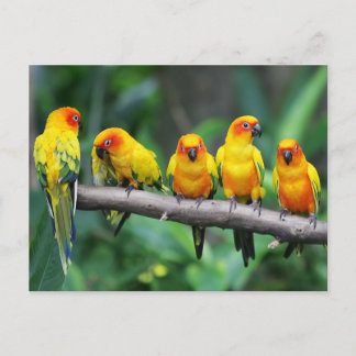 Cartão Postal Sun Conures