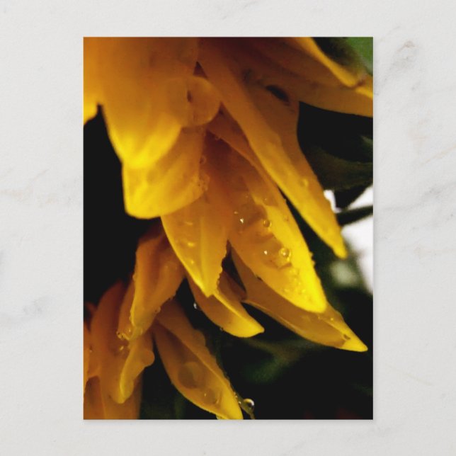 Cartão Postal Sun Drops (Frente)