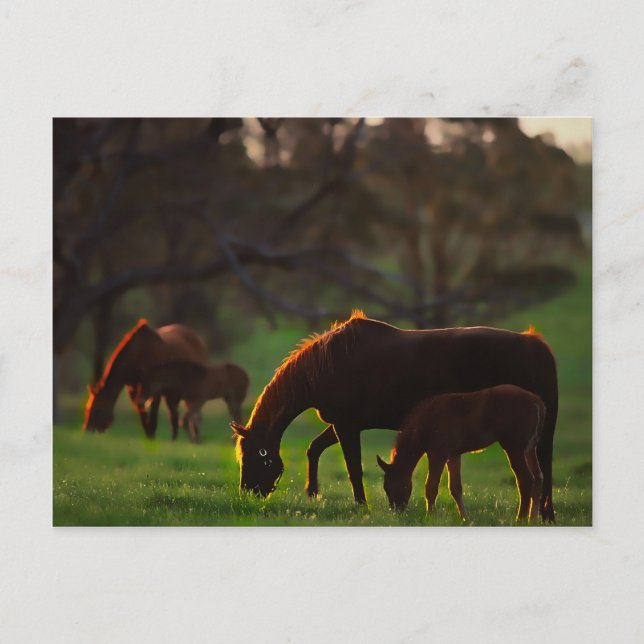 Cartão Postal Sun Kissed (Frente)