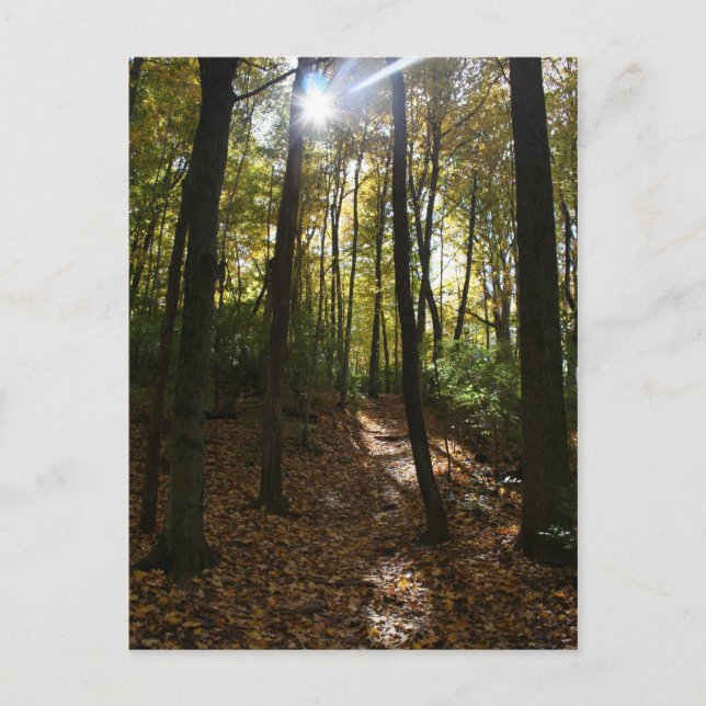Cartão Postal Sun percorrendo as árvores Cartão-postal (Frente)